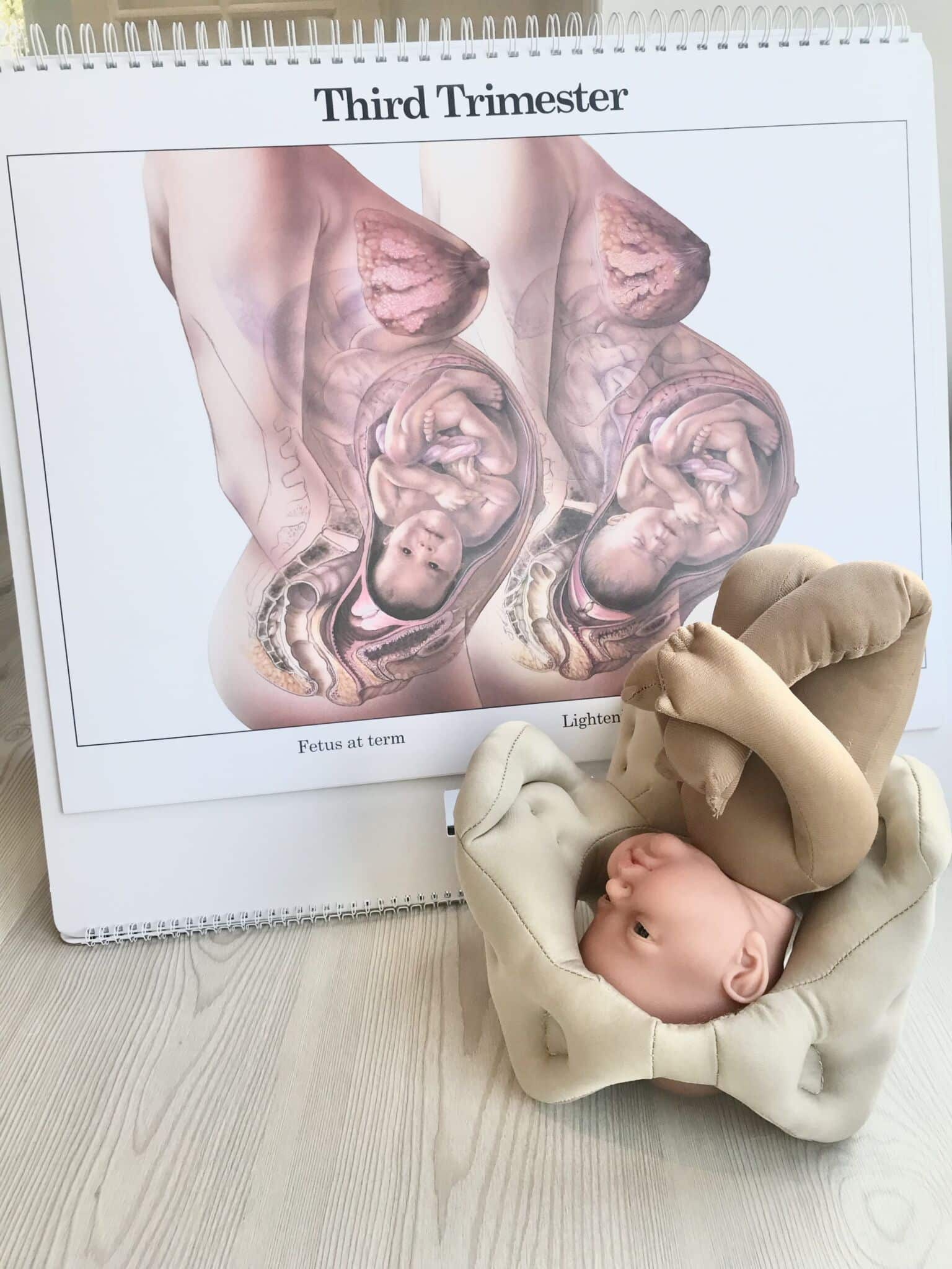 Blød dukke-figur viser fødsel, hovedet først gennem en stofmodel af bækkenet. I baggrunden vises anatomisk diagram med teksten "Third Trimester" og "Fetus at term".